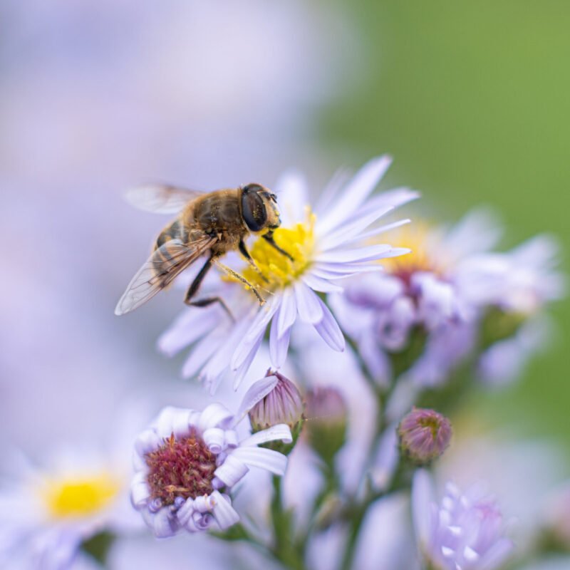 photographe nature rennes