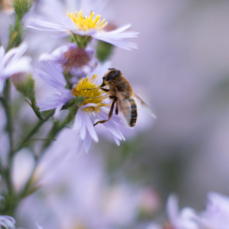 photographe nature bretagne